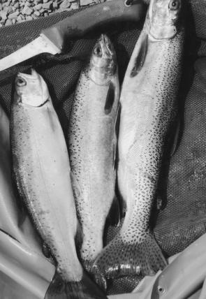 Small rainbows, some in pretty ordinary condition, are easy to catch on bait from the bank at Lake Eucumbene.